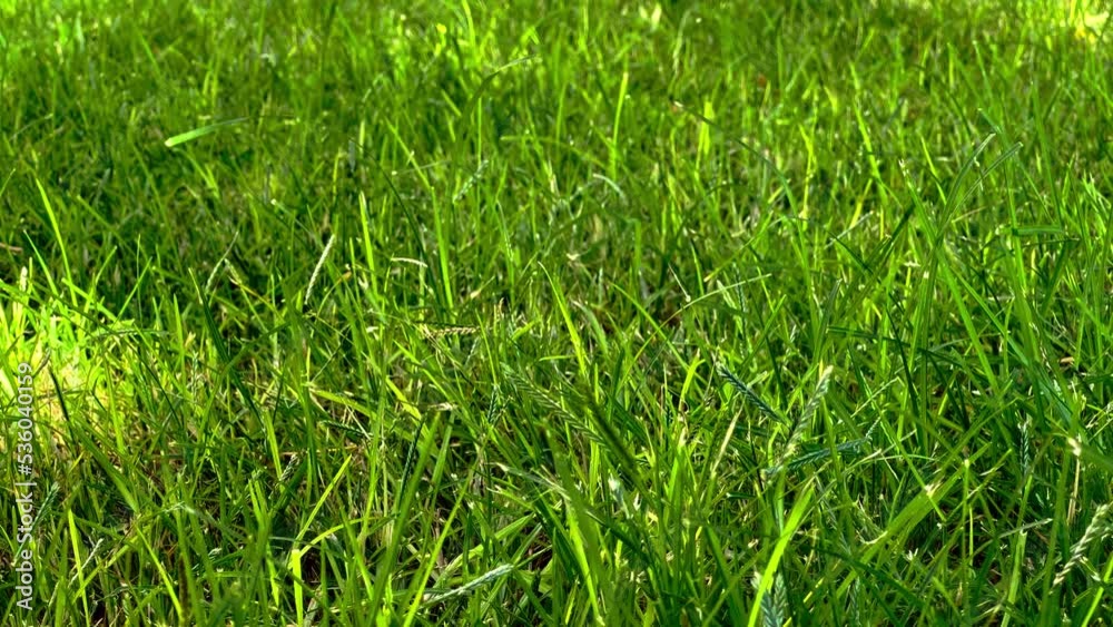 Green grass close-up. Grass swaying in the wind in slow motion. Field of grass in perspective Green grass close-up. Grass swaying in the wind in slow motion. Field of grass in perspective