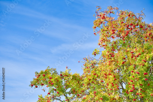 Herbstblätter
