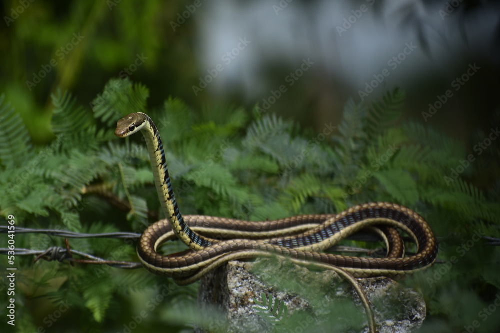 Fototapeta premium Bronze back tree snake