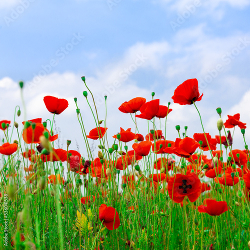 Field with red poppies against the sky with clouds