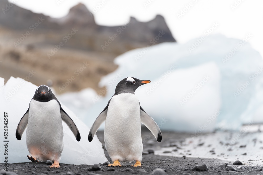 Fototapeta premium Eselspinguin (Pygoscelis papua) auf Half Moon Island auf den Süd-Shettland-Inseln vor der Antarktis 