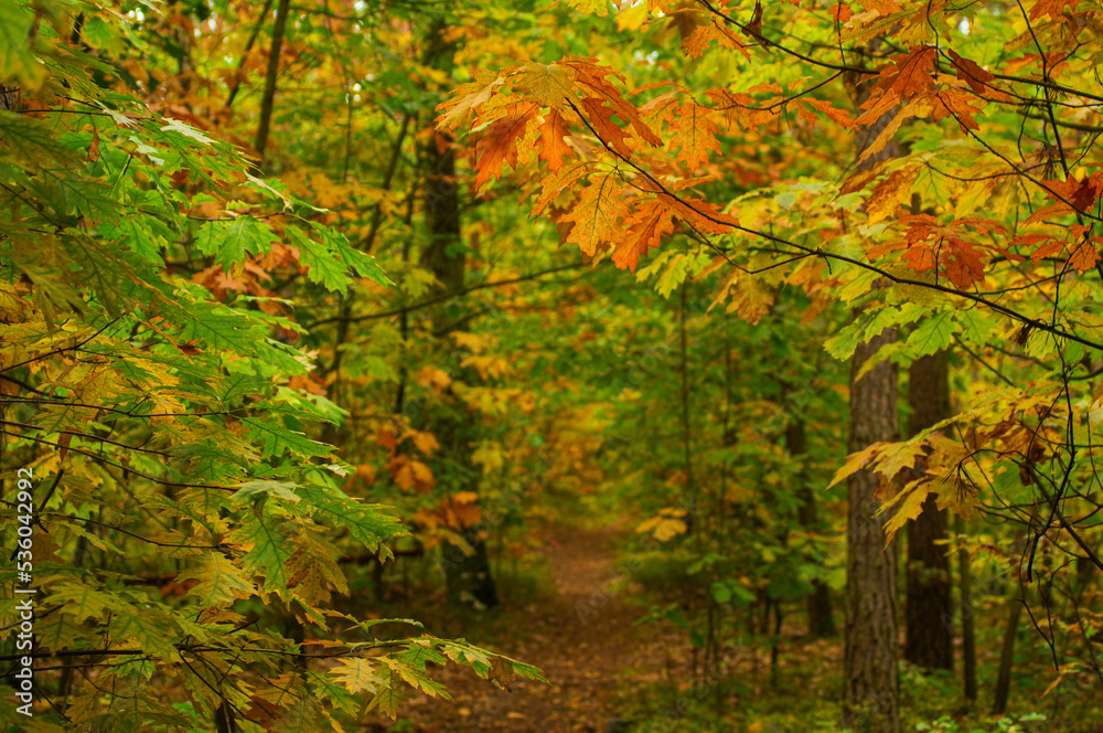 autumn in the forest