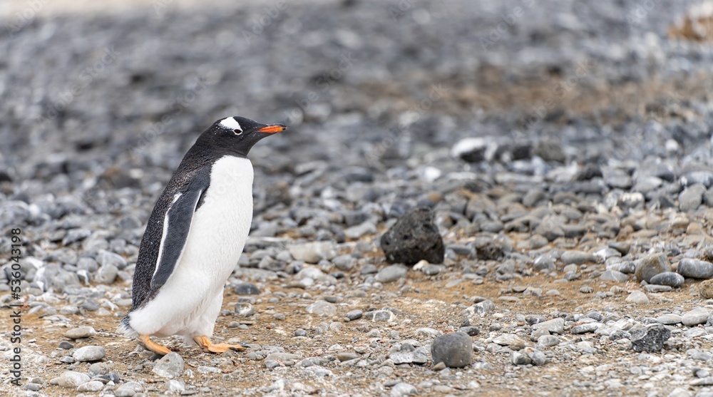 Naklejka premium Eselspinguin (Pygoscelis papua) auf Half Moon Island auf den Süd-Shettland-Inseln vor der Antarktis 