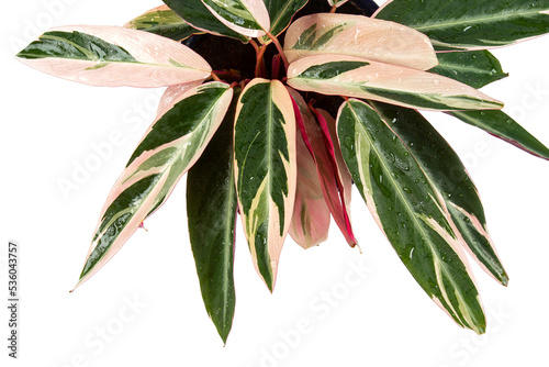 Stromanthe plant in a blue pot isolated on white background. Home decor plants. photo