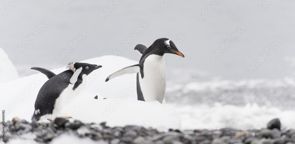 Fototapeta premium Eselspinguin (Pygoscelis papua) auf Half Moon Island auf den Süd-Shettland-Inseln vor der Antarktis 