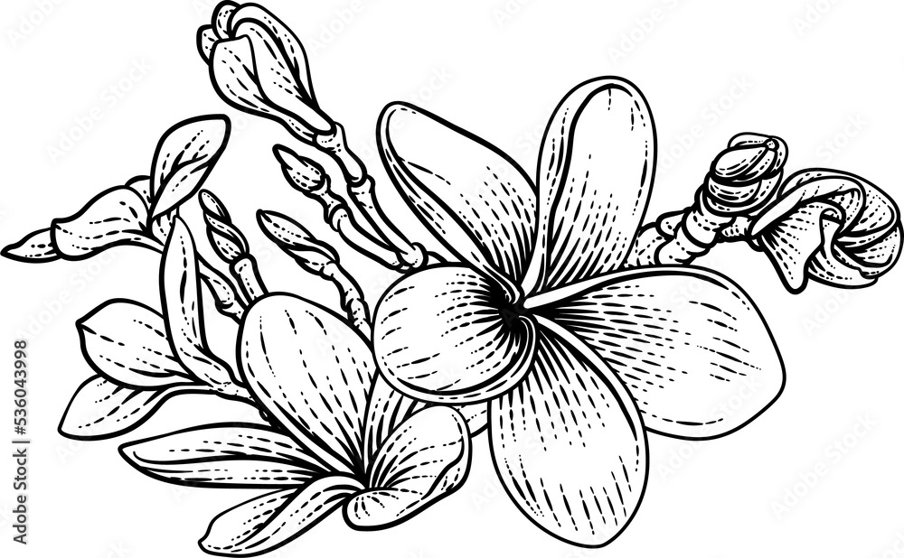 Obraz premium Plumeria Frangipani Tropical Bali Flower Drawing