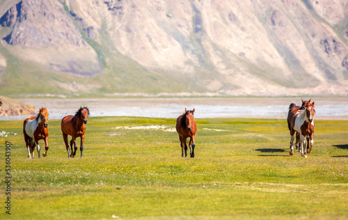 A herd of horses gallop forward against the backdrop of mountains. A herd of horses graze in the meadow in summer and spring, the concept of cattle breeding, with space for text.