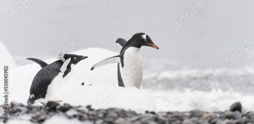 Eselspinguin  Pygoscelis papua  auf Half Moon Island auf den S  d-Shettland-Inseln vor der Antarktis 