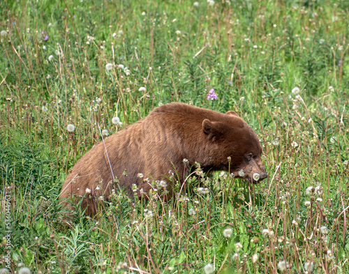 Brown Bear grazing on weeds and flowers in the Yukon Terriroty of Canada