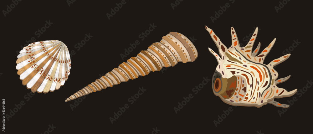 Obraz premium Vector collection of three various seashells of usual shape with decorative spots. Isolated on dark brown background.
