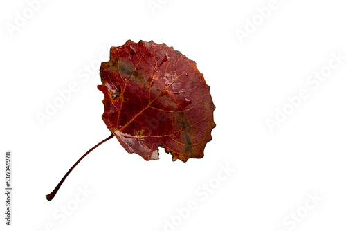 Fotografija red leaf isolated on white