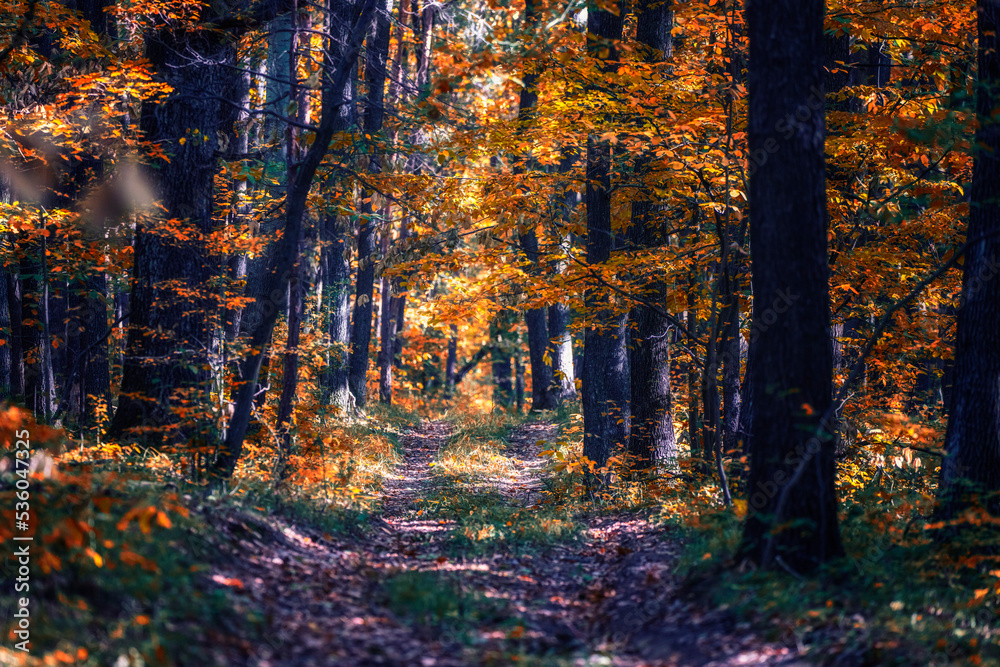 Obraz premium colorful path in autumn forest