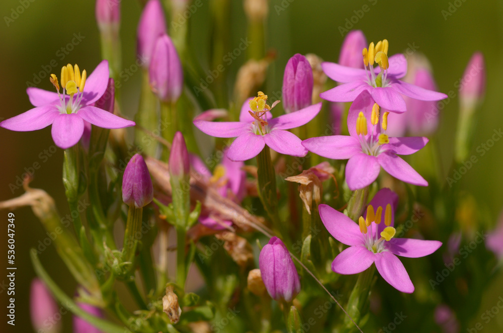 Pink wildflowers of common Centaury, Centaurium erythraea, blooming in a field. Medicinal herb Pink wildflowers of common Centaury, Centaurium erythraea, blooming in a field. Medicinal herb