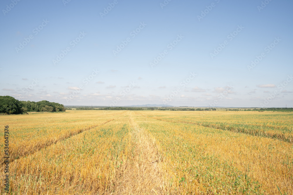 Ears of wheat on the field