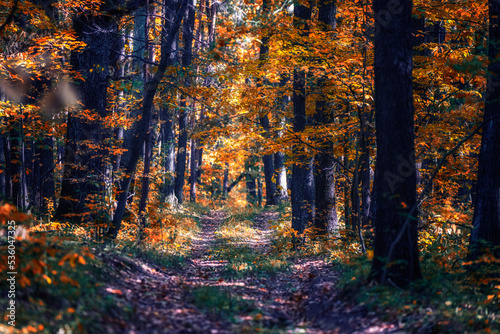 colorful path in autumn forest