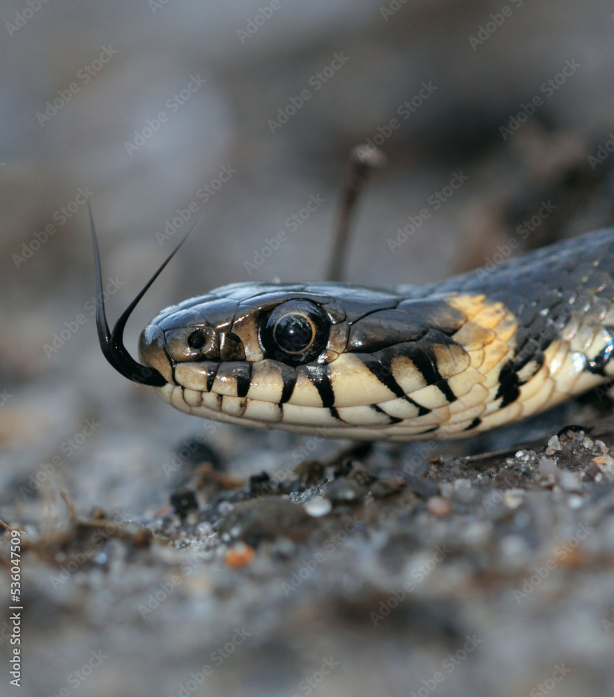 Head of the grass snake, Natrix natrix, crawling showing its forked tongue, closeup Head of the grass snake, Natrix natrix, crawling showing its forked tongue, closeup
