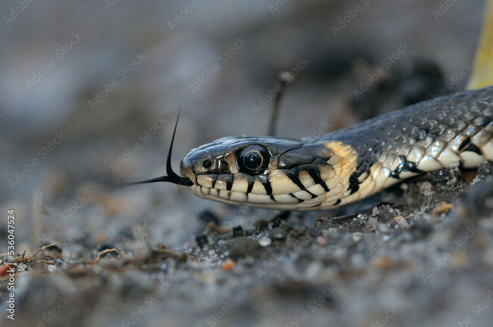 Head of the grass snake, Natrix natrix, crawling showing its forked tongue, closeup Head of the grass snake, Natrix natrix, crawling showing its forked tongue, closeup