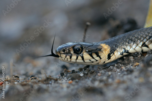 Head of the grass snake, Natrix natrix, crawling showing its forked tongue, closeup