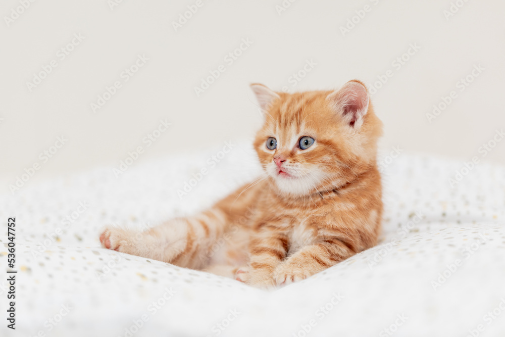 süßes Britisch Kurzhaar Kätzchen, , rotes Kitten