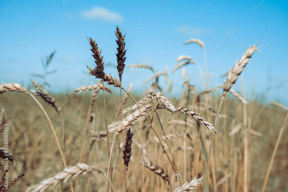 Fototapeta premium Ears of wheat on the field