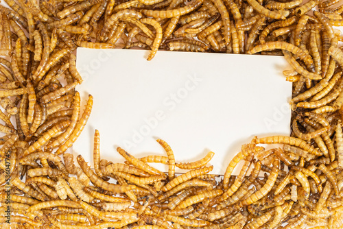 Dried mealworm for hamsters, rats, mice, gerbils, hedgehogs and mock up paper blank. Meal worms are a source of protein and protein. Flat lay. Copy space.