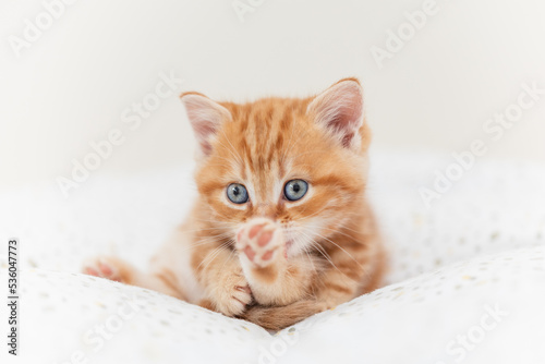süßes Britisch Kurzhaar Kätzchen, rotes Kitten