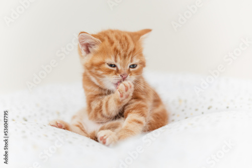 süßes Britisch Kurzhaar Kätzchen © Jana Weichelt