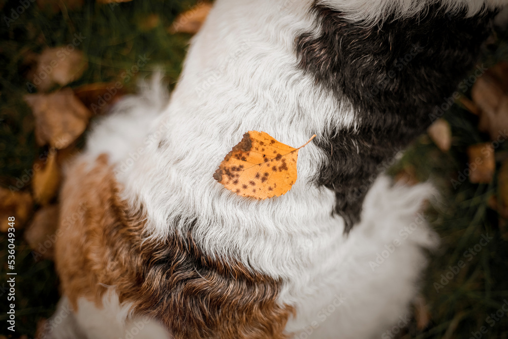 Wire Fox Terrier dog at the park. Dog portrait. Walking with dog. Lifestyle pet photo. Fall season Wire Fox Terrier dog at the park. Dog portrait. Walking with dog. Lifestyle pet photo. Fall season