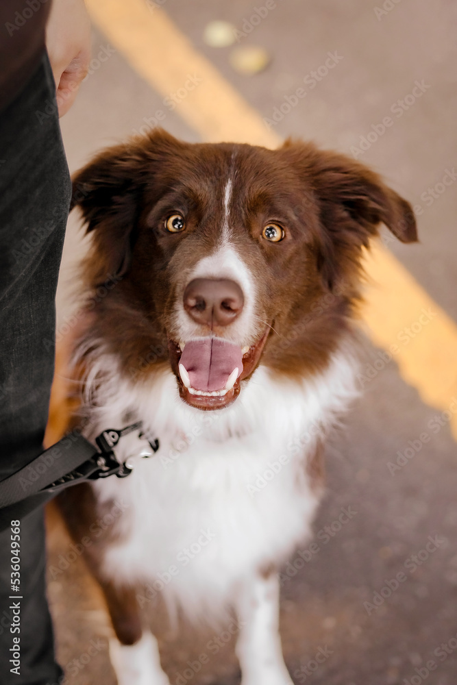 Border Collie dog at the park. Walking with dog. Lifestyle pet photo. Dog portrait. 