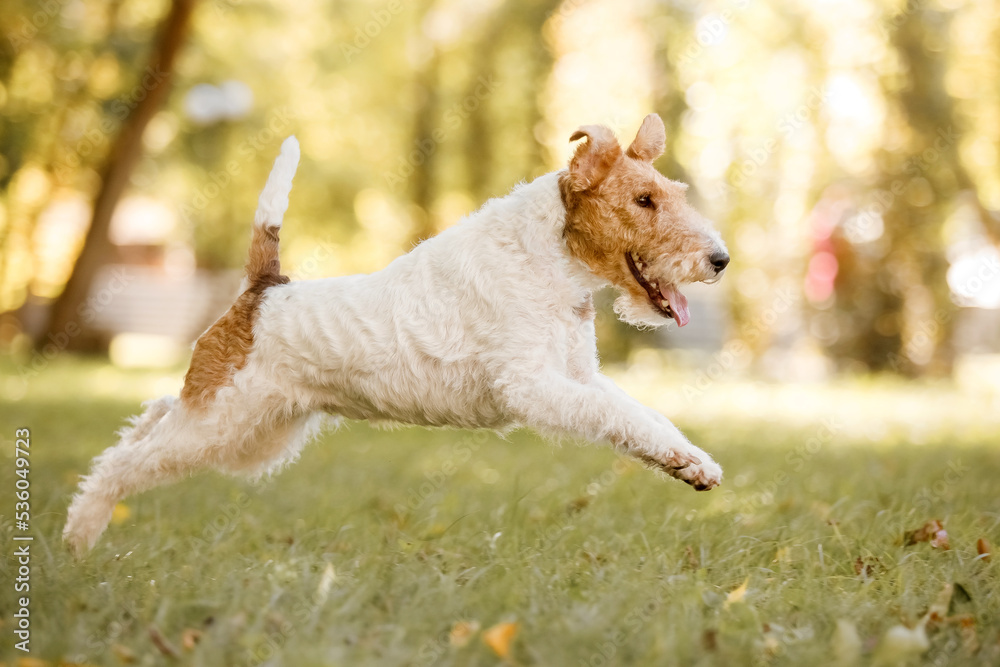 Fototapeta premium Wire Fox Terrier dog at the park. Dog portrait. Walking with dog. Lifestyle pet photo. Fall season
