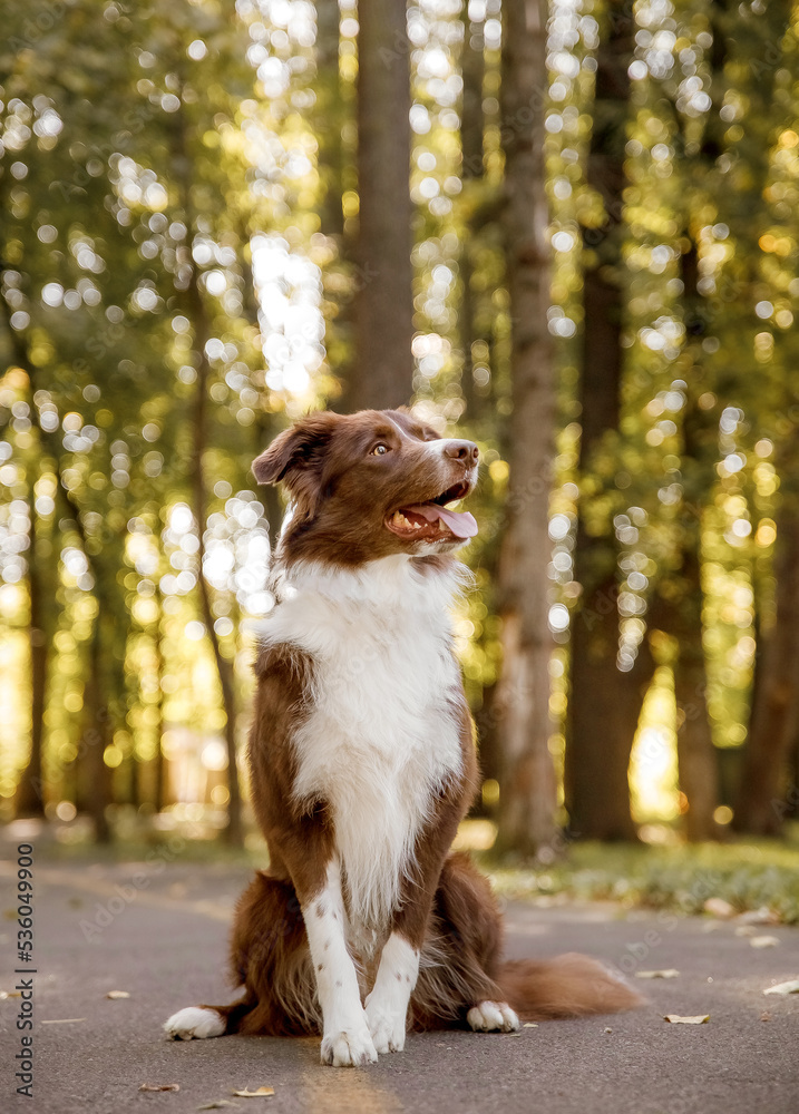 Border Collie dog at the park. Walking with dog. Lifestyle pet photo. Dog portrait. 
