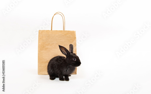 One little black rabbit sit near craft paper package isolated on white studio background. Hare is a symbol of 2023 year by the eastern calendar. Shopping in pet store. Discount concept. Card