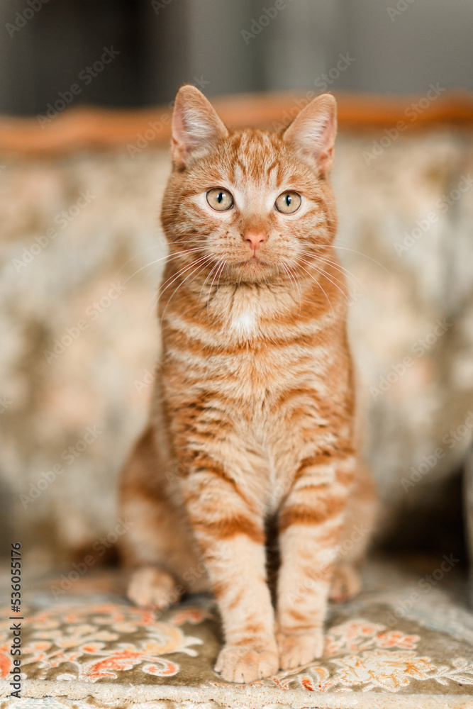 Obraz premium rote Hauskatze