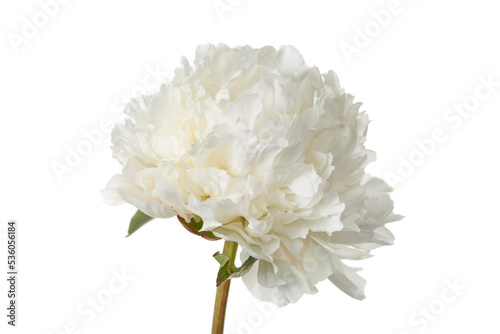 White peony flower isolated on white background. © ksi