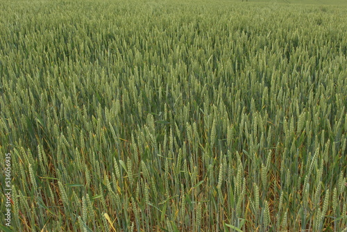 Green wheat field texture. Concept for food security, harvest, farming, planting, grains, hunger crisis (Sidmouth, Devon, UK)