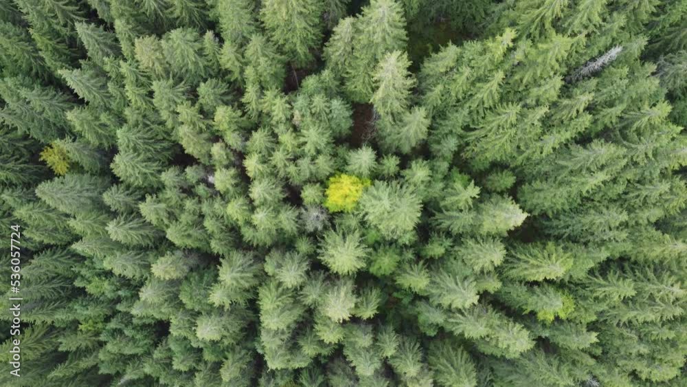 Aerial top view of autumn pine forest in Carpathians. Drone photography Aerial top view of autumn pine forest in Carpathians. Drone photography