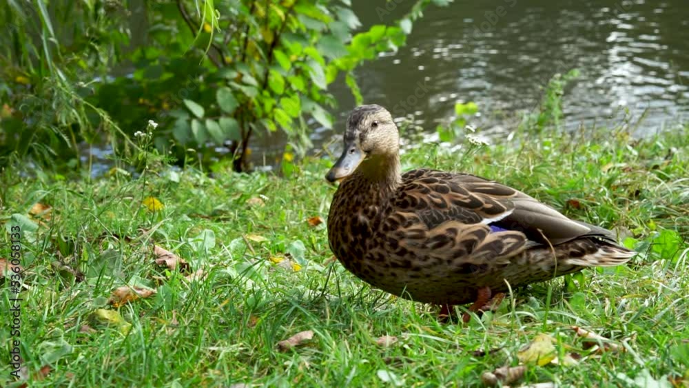 Female Mallard duck, Anas platyrhynchos, or American black duck on the shore of the lake. Female Mallard duck, Anas platyrhynchos, or American black duck on the shore of the lake.