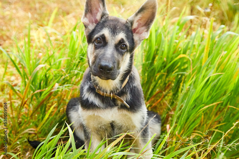 Dog German Shepherd on nature landscape in an autumn or summer day Dog German Shepherd on nature landscape in an autumn or summer day