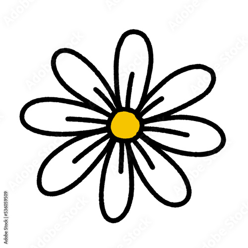 Daisy flower