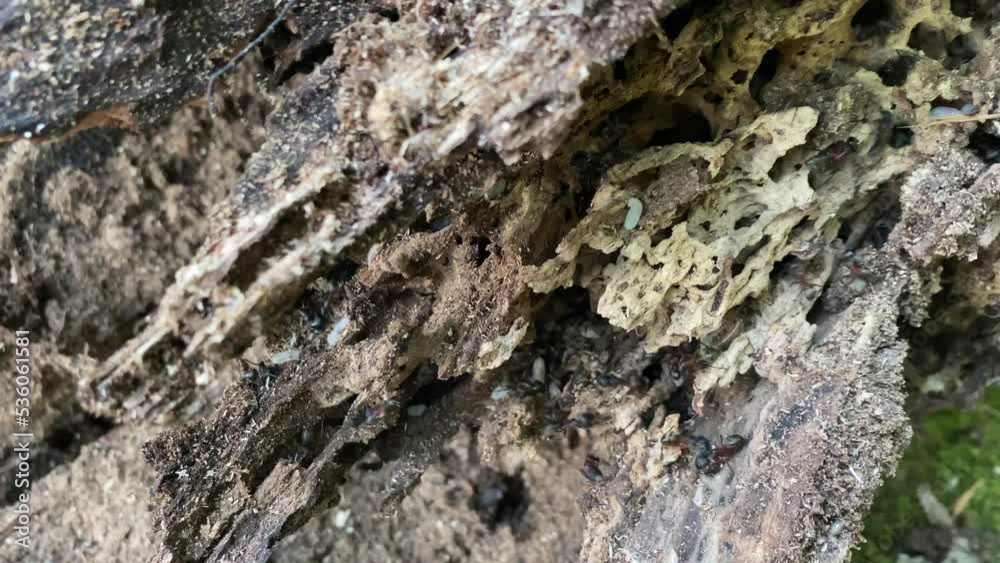 Ants quickly trying to hide and proctect the collenie's larvae after the truck of a tree has fallen rot Ants quickly trying to hide and proctect the collenie's larvae after the truck of a tree has fallen rot