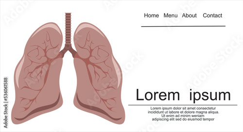 Human lungs anatomy. Medical science vector illustration. 
