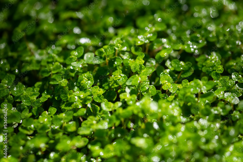 Soleirolia soleirolii is a plant in the nettle family, Delicate-looking creeping herb with juicy bright green or yellow leaves shining in sunlight after rain. Wet natural background macro closes up. Soleirolia soleirolii is a plant in the nettle family, Delicate-looking creeping herb with juicy bright green or yellow leaves shining in sunlight after rain. Wet natural background macro closes up.