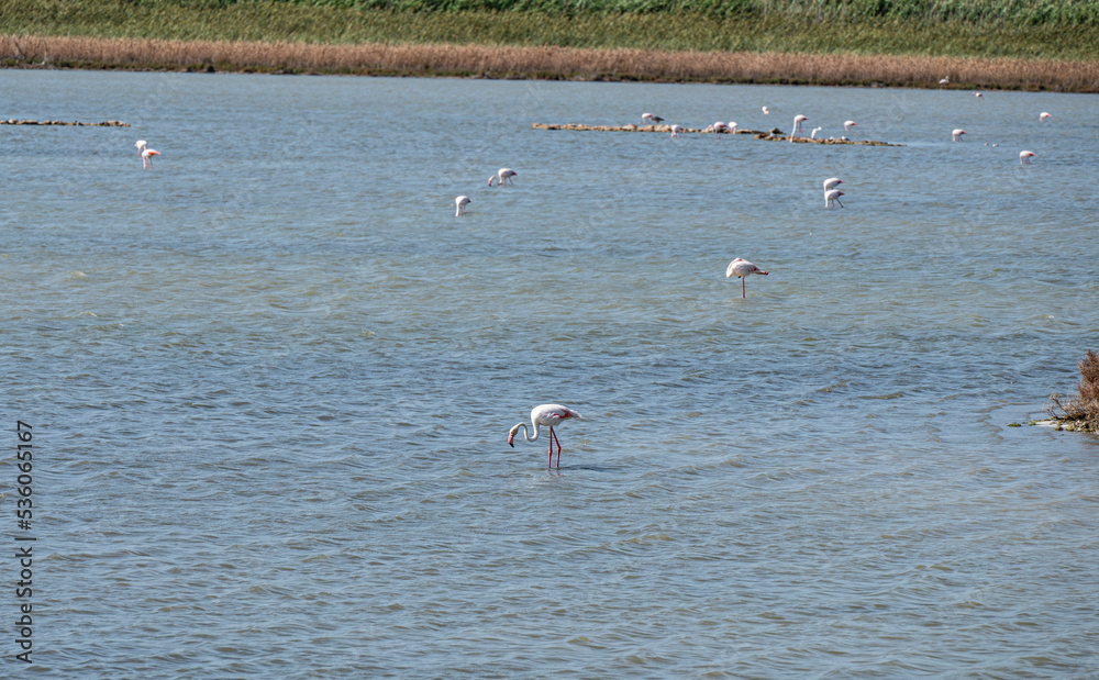 Small lake in the natural oasis of Vendicari with many pink flamingos