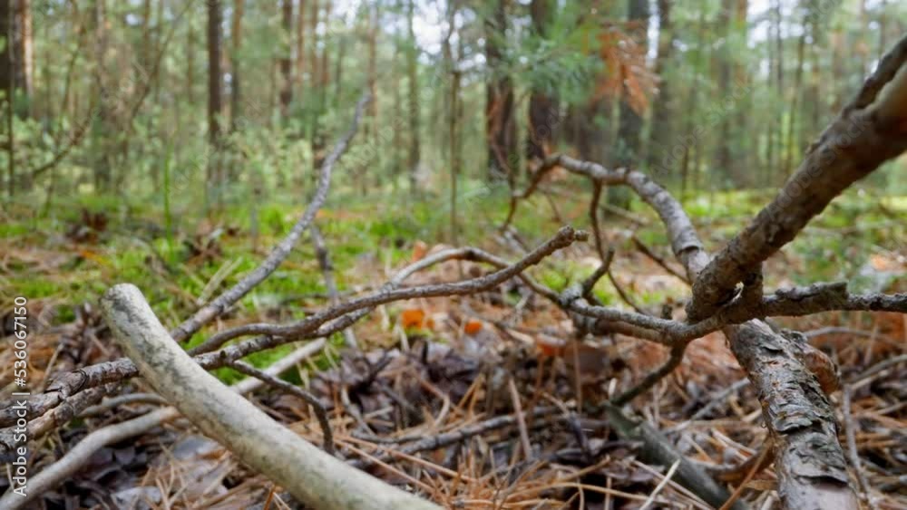 Fir tree branches and dry needles in deep forest slow motion. Probe lens shot of nature virgin beauty and environment in wood extreme closeup Fir tree branches and dry needles in deep forest slow motion. Probe lens shot of nature virgin beauty and environment in wood extreme closeup