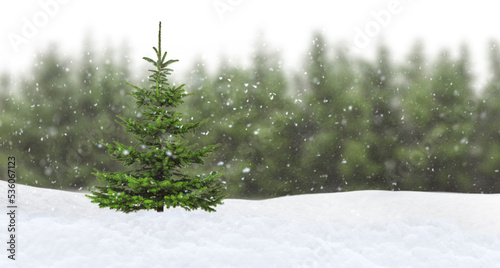 Grüner Weihnachtsbaum bei Schneefall vor einem Tannenwald im Hintergrund