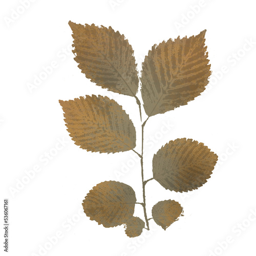 Autumn leaf. The imprint of a natural dry leaf.