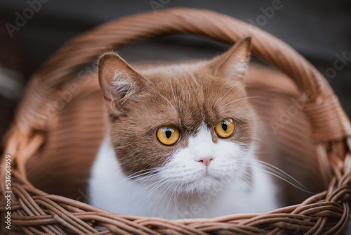 Katze im Korb © Jana Weichelt