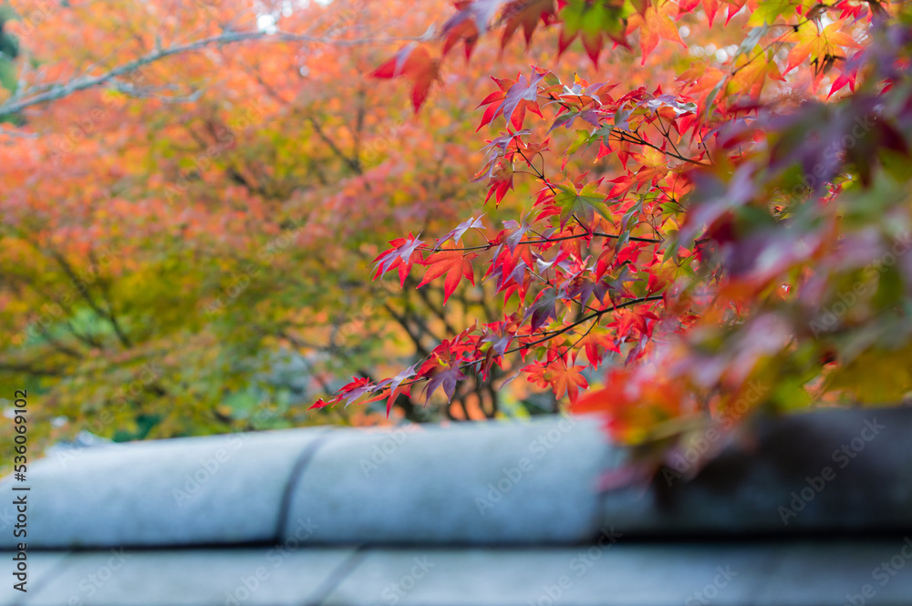 天野山金剛寺(大阪府河内長野市)の紅葉