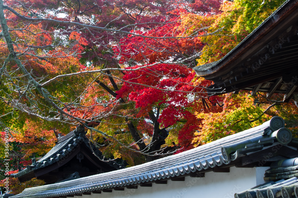 天野山金剛寺(大阪府河内長野市)の紅葉