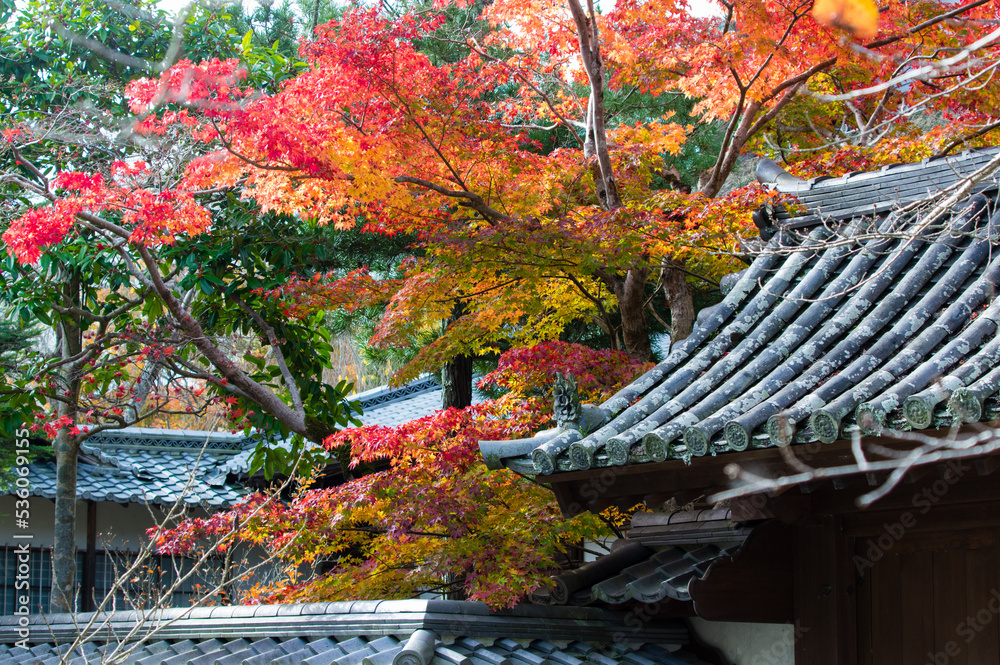天野山金剛寺(大阪府河内長野市)の紅葉